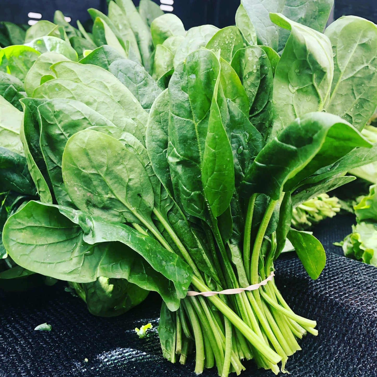 Spinach Powder
